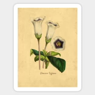 Gloxinia Fytiana With Details Sticker